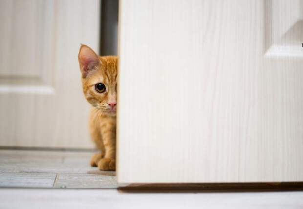 Незваные гости