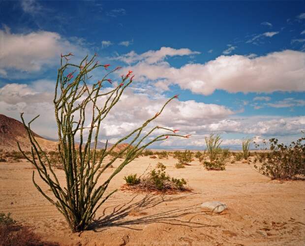 Цветение окотийо в пустыне Анза Боррего. Фото