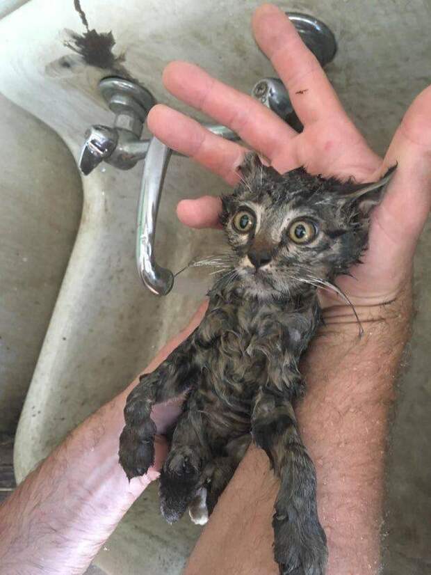 Котенок в раковине