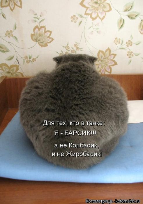 Лучшие котоматрицы недели (50 фото)