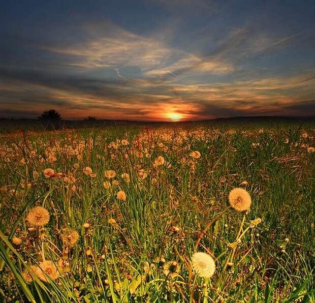 Фото жизнь - mondtag3106 - Пейзажи - Одуванчики