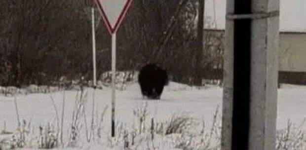 Раненый медведь‑шатун в Хабаровском крае попал на фото