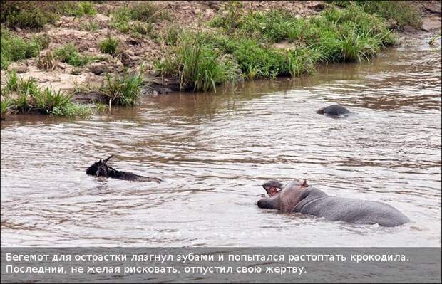 Бегемот спас антилопу (11 фотографий), photo:7