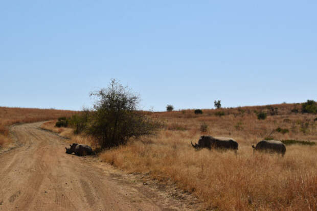 Носорог-рог-рог идут. Носорог-рог-рог идут.