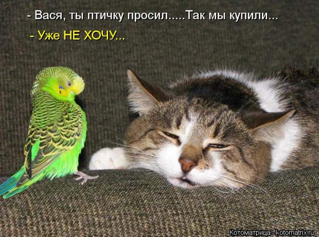 Котоматрица: - Вася, ты птичку просил.....Так мы купили... - Уже НЕ ХОЧУ...