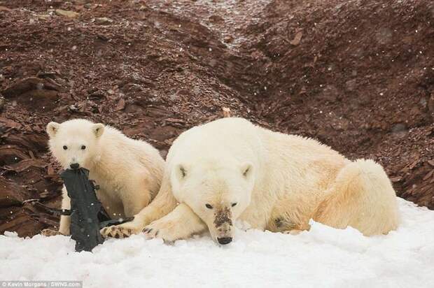 И даже на большом расстоянии от Северного полюса команда увидела шокирующую картину: белые медвежата играют с полиэтиленовыми пакетами. животные, загрязнение окружающей среды, новости, пластик, пластиковые отходы, фото, экология, экспедиция