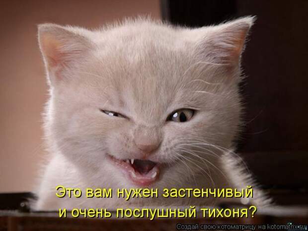 Лучшие котоматрицы недели Лучшие котоматрицы недели