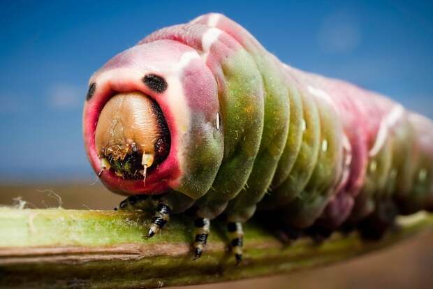 insects20 insects20 Портреты насекомых