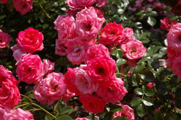 Роза садовая сорт Bella Rosa