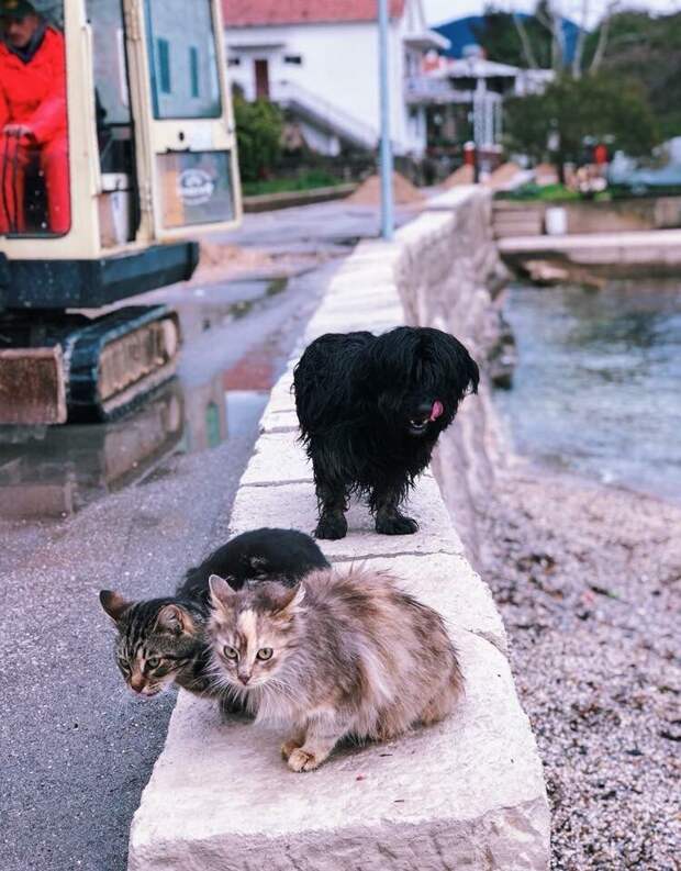 Очень колоритные уличные коты город, кот, кошки, уличная жизнь, эстетика