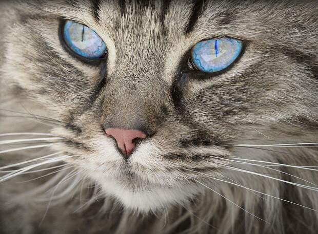 Кошка. Фото: pixabay.com