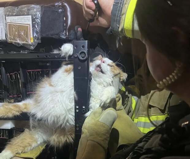 В США пожарным пришлось распиливать кресло, чтобы спасти застрявшего в нем кота