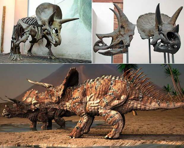 Интересные факты о динозаврах, трицератопс