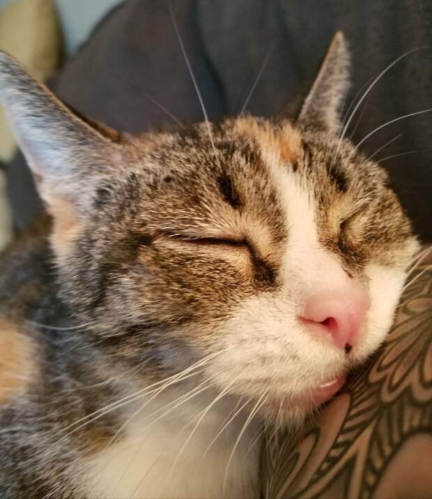 кошка спит