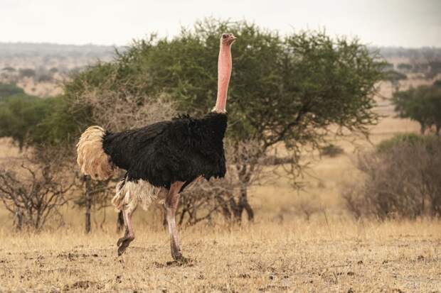 Мифы и факты о страусах