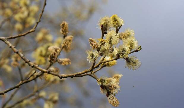 Парфенчиков поздравил жителей Карелии с Вербным воскресеньем