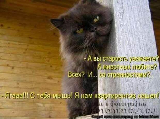 Сборка котоматриц