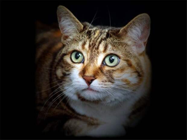 Коты,кошки,котята...