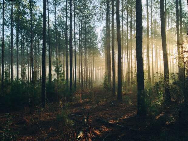 В Краснодарском крае с 24 апреля по 14 мая введен запрет на посещение лесов