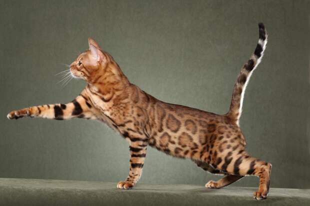Огромные кошки: фото и описание самых больших пород кошек