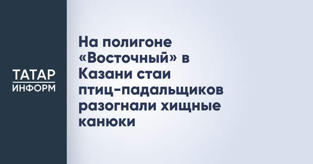 На полигоне «Восточный» в Казани стаи птиц-падальщиков разогнали хищные канюки