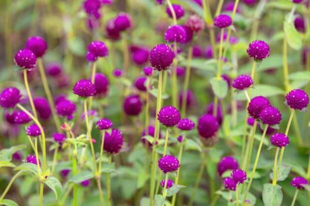 Гомфрена (Gomphrena). © thespruce  📷 