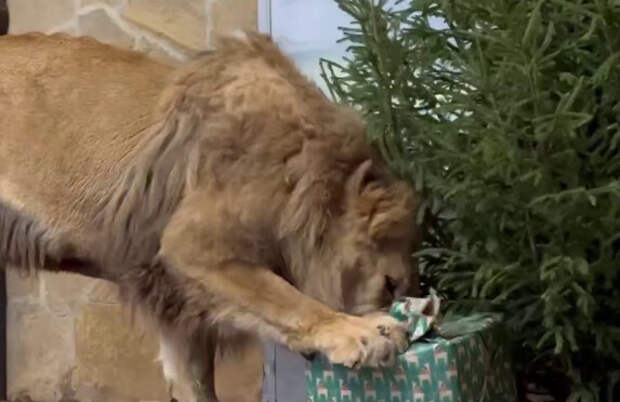 Лензоо: петербургские хищники продолжают получать новогодние подарки