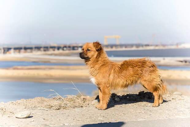 Люди, заберите собак с Крымского моста