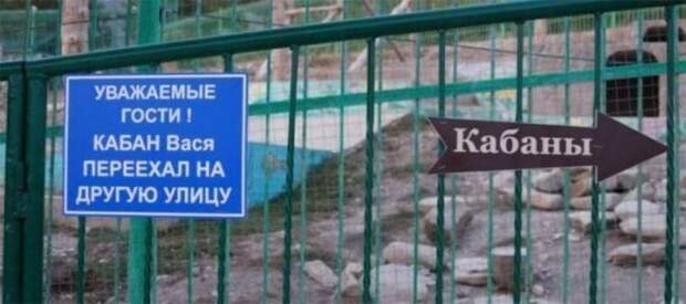 кабан Вася