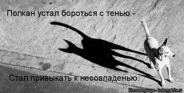 Котоматрицы(картинки с надписями)