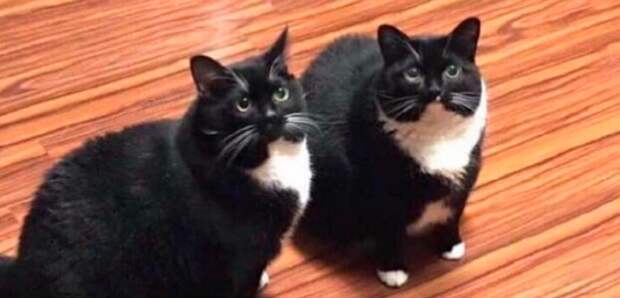 10+ смешных фотографий котов, которыми можно лечить плохое настроение