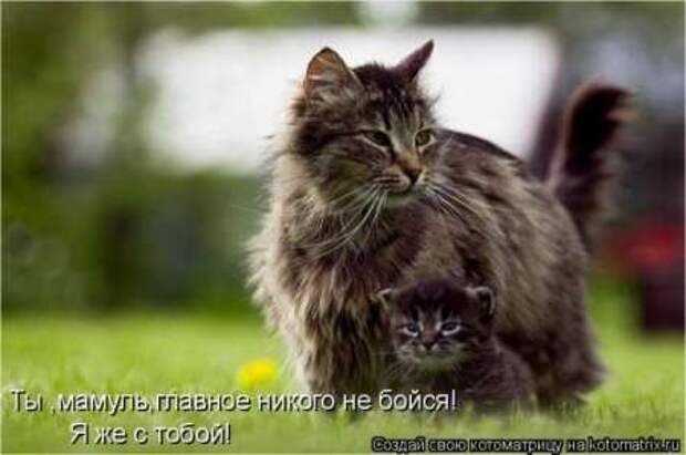 Прикольные животные, котоматрица