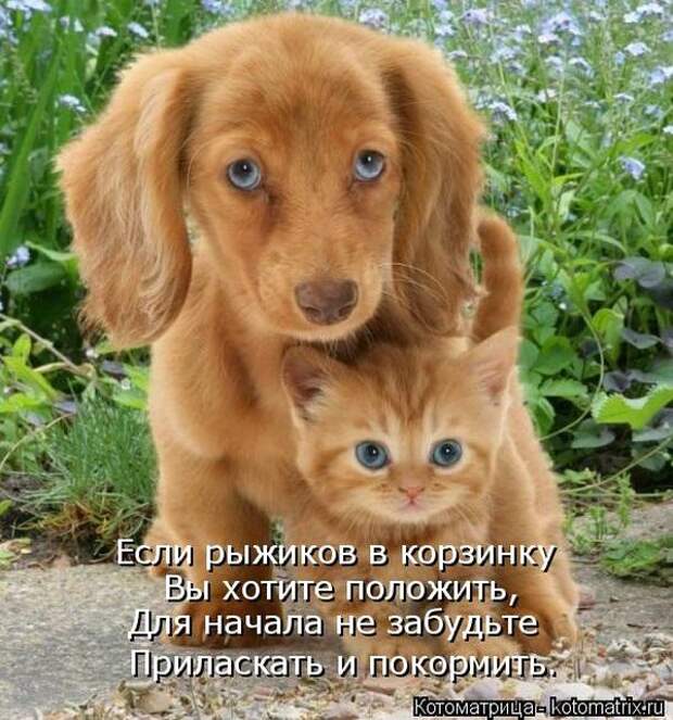 Лучшие котоматрицы недели (50 фото) Лучшие котоматрицы недели (50 фото)