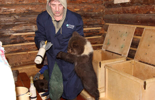 Российские учёные спасают осиротевших медвежат