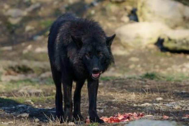 LA Times: в округе Лос-Анджелес впервые за 100 лет заметили волчицу