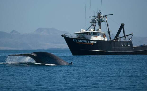Синий кит плывет у корабля. Фото