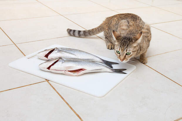 можно ли давать коту рыбу