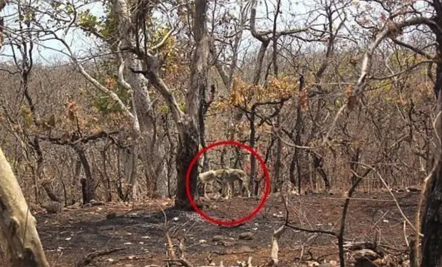 Волк с банкой на голове попросил у людей помощи. Рядом находилась стая, но сородичи просто наблюдали и не мешали людям