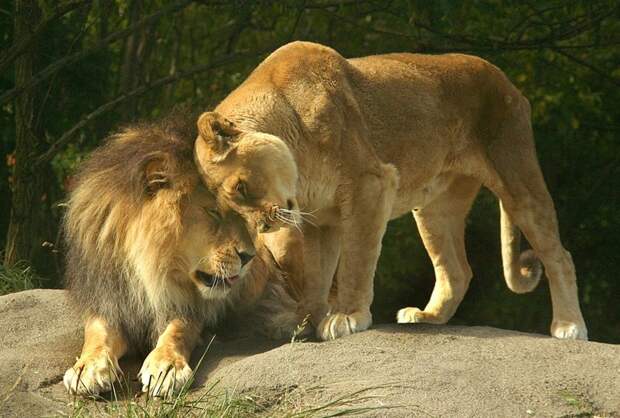 Когда она, та самая лев, львица, семья