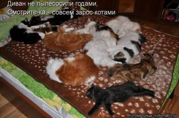 Котоматрицы(картинки с надписями)