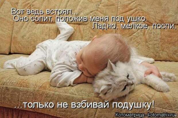 Котоматрицы (картинки с надписями)