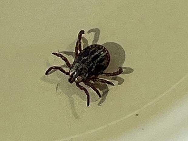 Активность клещей в Приморье выросла на 355% за неделю