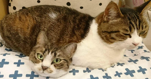 Тайна двухголового кота и другие чудеса японской мастерицы