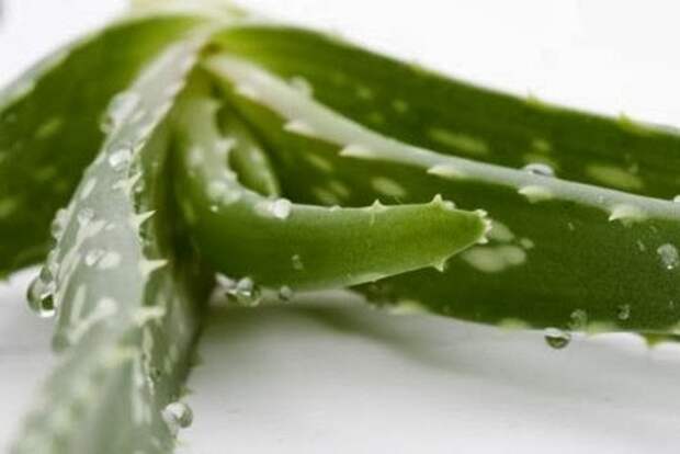 maski_iz_aloe
