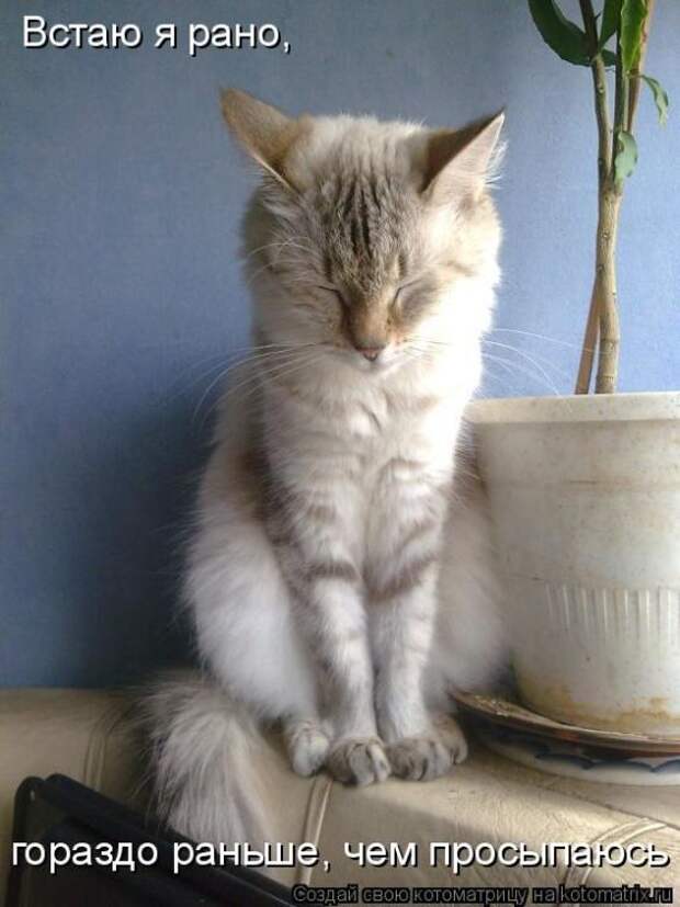 Лучшие котоматрицы недели (50 фото)