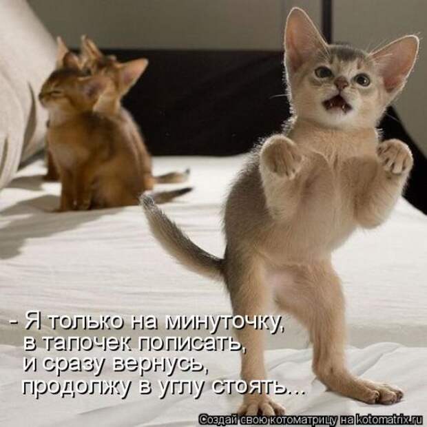 Лучшие котоматрицы недели (50 фото)