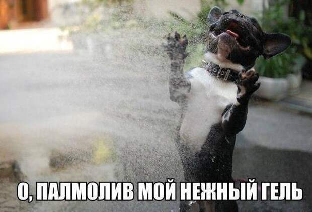 прикол, животные собаки