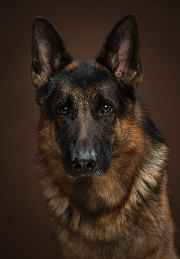 Tiger, The German Shepherd