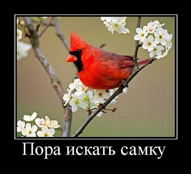 Демотиваторы (30 фото)
