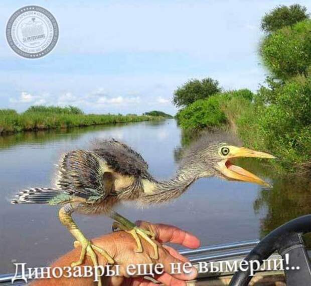 Динозавры еще не вымерли!..